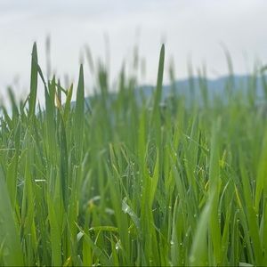 Meet your Posher, Sangay